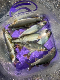 アユの釣果