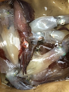 マメイカの釣果