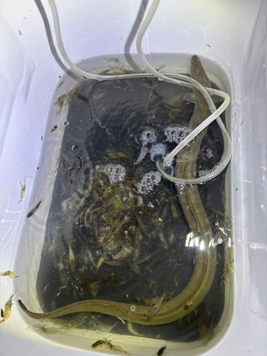 ウナギの釣果