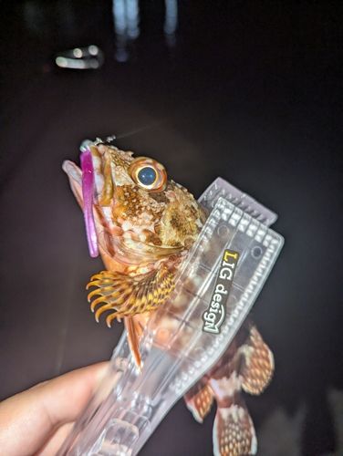 アラカブの釣果