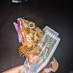 アラカブ