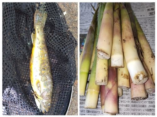 イワナの釣果