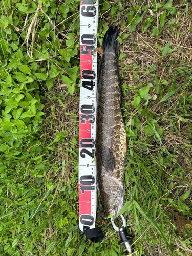 ライギョの釣果