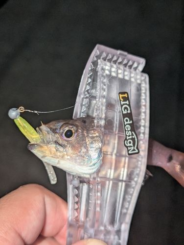 ネンブツダイの釣果