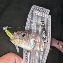 ネンブツダイ