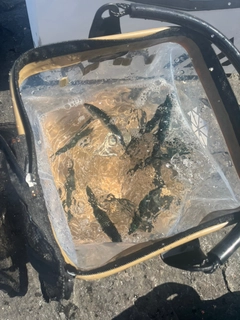 サバの釣果