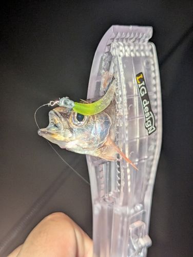 ネンブツダイの釣果