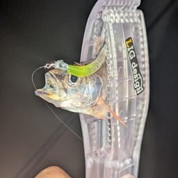 ネンブツダイ