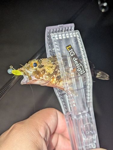 ネンブツダイの釣果