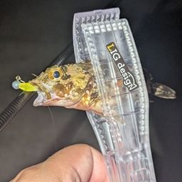 ネンブツダイ