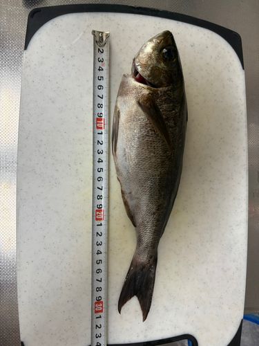 イサキの釣果