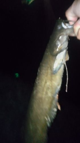 ナマズの釣果