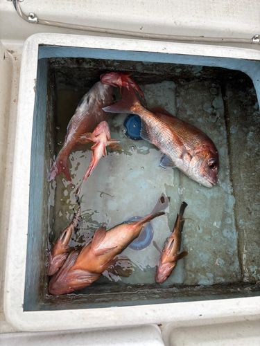 タイの釣果