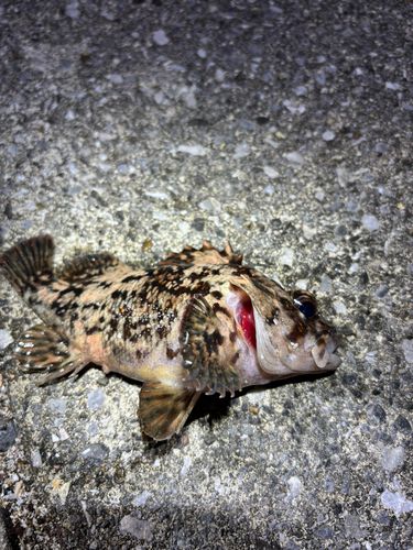 ムラソイの釣果