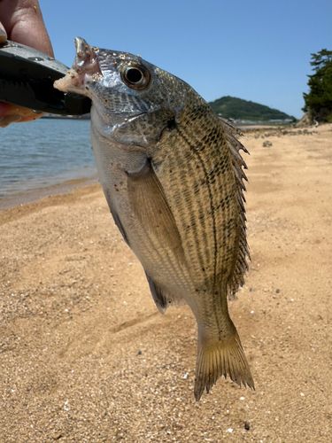 クロダイ