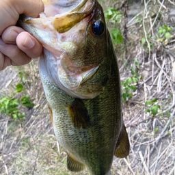 ラージマウスバス