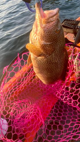 オオモンハタの釣果