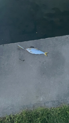 コノシロの釣果