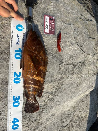 キジハタの釣果