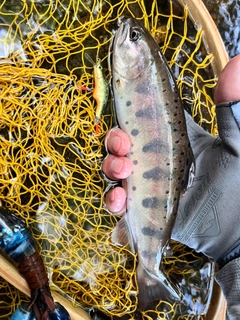 イワナの釣果