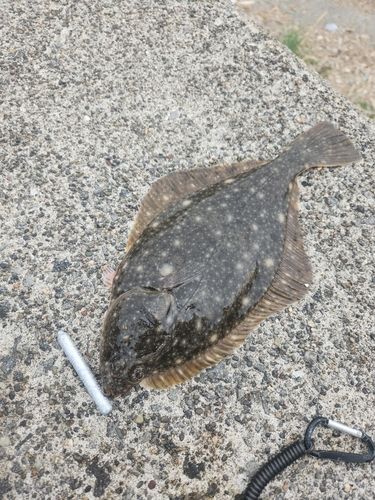 イシモチの釣果