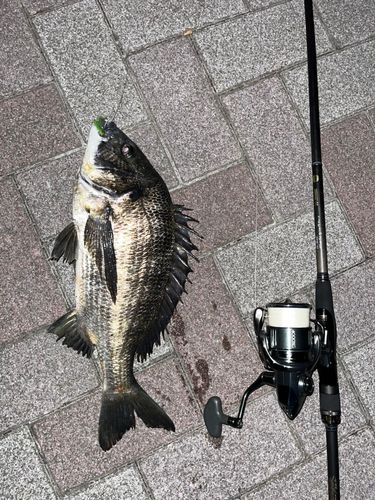 クロダイの釣果