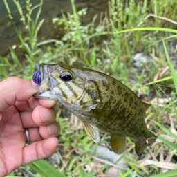 スモールマウスバス