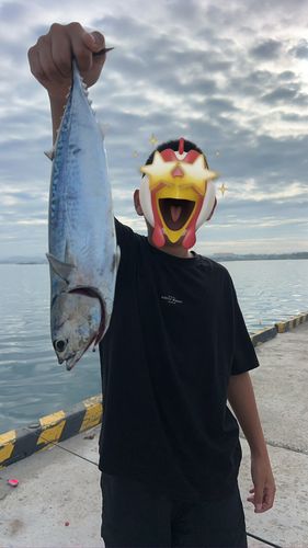 マルソウダの釣果