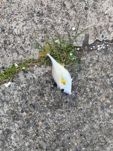 ギマの釣果