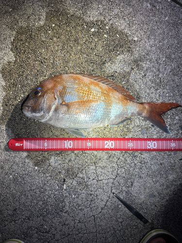 タイの釣果