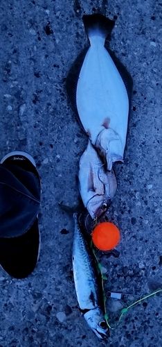 ヒラメの釣果