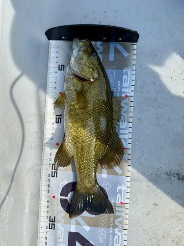 スモールマウスバスの釣果
