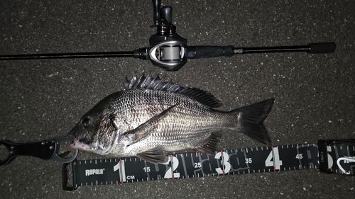 チヌの釣果