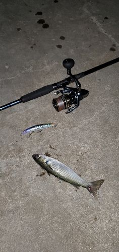 ボラの釣果