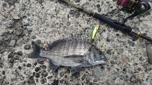チヌの釣果