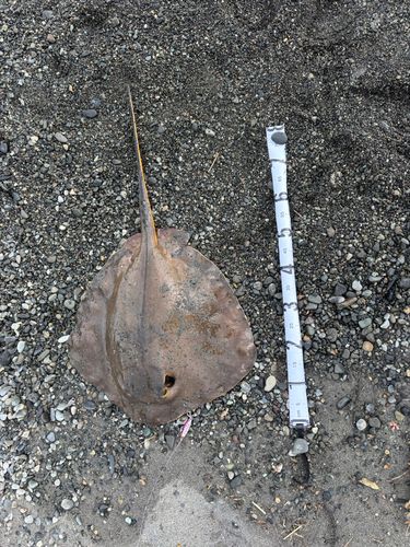 エイの釣果