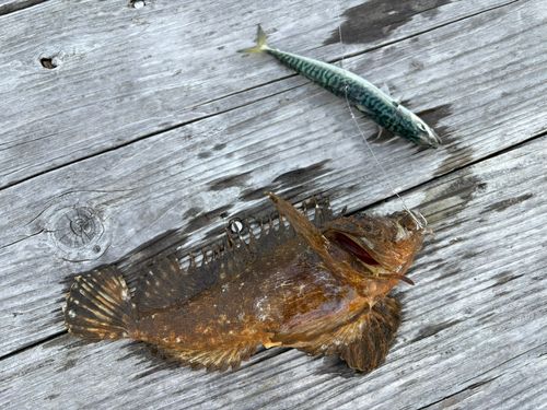 オニオコゼの釣果