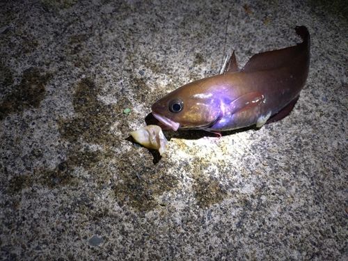 ドンコの釣果