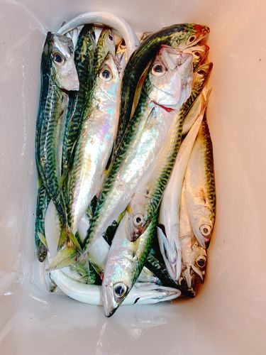 サバの釣果