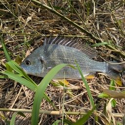 クロダイ