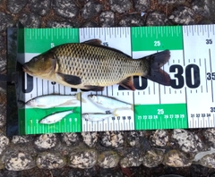 コイの釣果