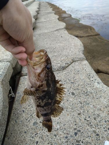 タケノコメバルの釣果