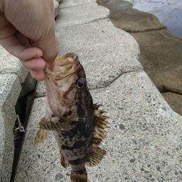 タケノコメバル