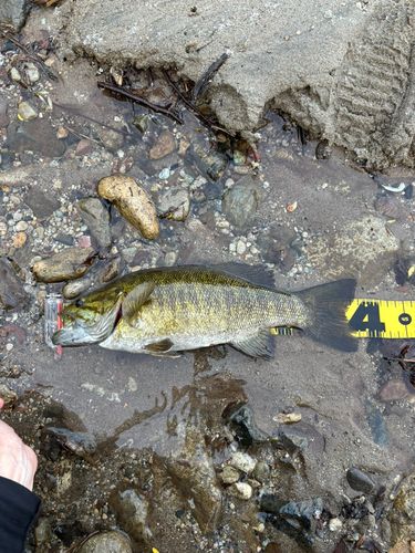 スモールマウスバスの釣果