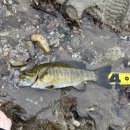 スモールマウスバス