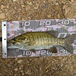 スモールマウスバス