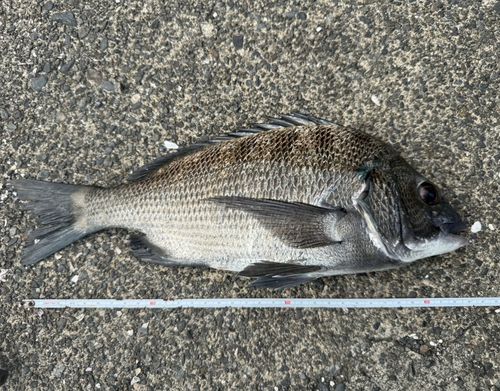 クロダイの釣果