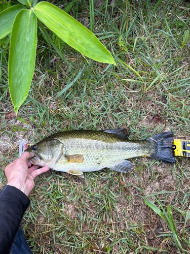 ラージマウスバスの釣果