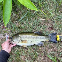 ラージマウスバス