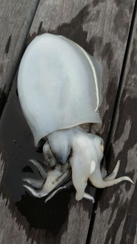 コウイカの釣果